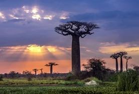 Etre volontaire à Madagascar avec Projects Abroad : Écovolontariat & Environnement Etre volontaire à Madagascar avec Projects Abroad : Écovolontariat & Environnement