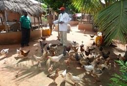 Agriculture communautaire : Togo Agriculture communautaire : Togo
