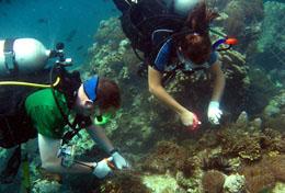 Chantiers écovolontariat et environnement : Thaïlande Chantiers écovolontariat et environnement : Thaïlande
