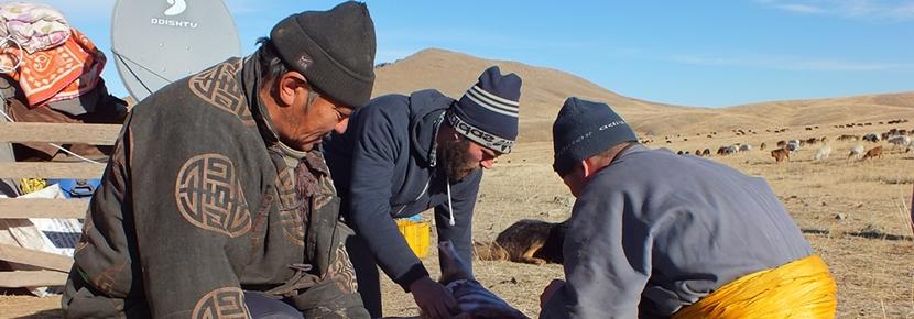 Un volontaire participe à un projet culture & communauté en Mongolie Un volontaire participe à notre projet nomades en Mongolie