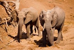 Écovolontariat & environnement : Afrique du Sud Écovolontariat & environnement : Afrique du Sud
